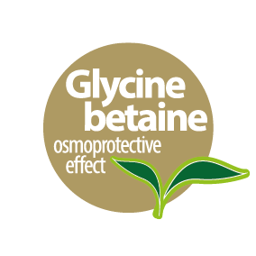 glycine-betaine